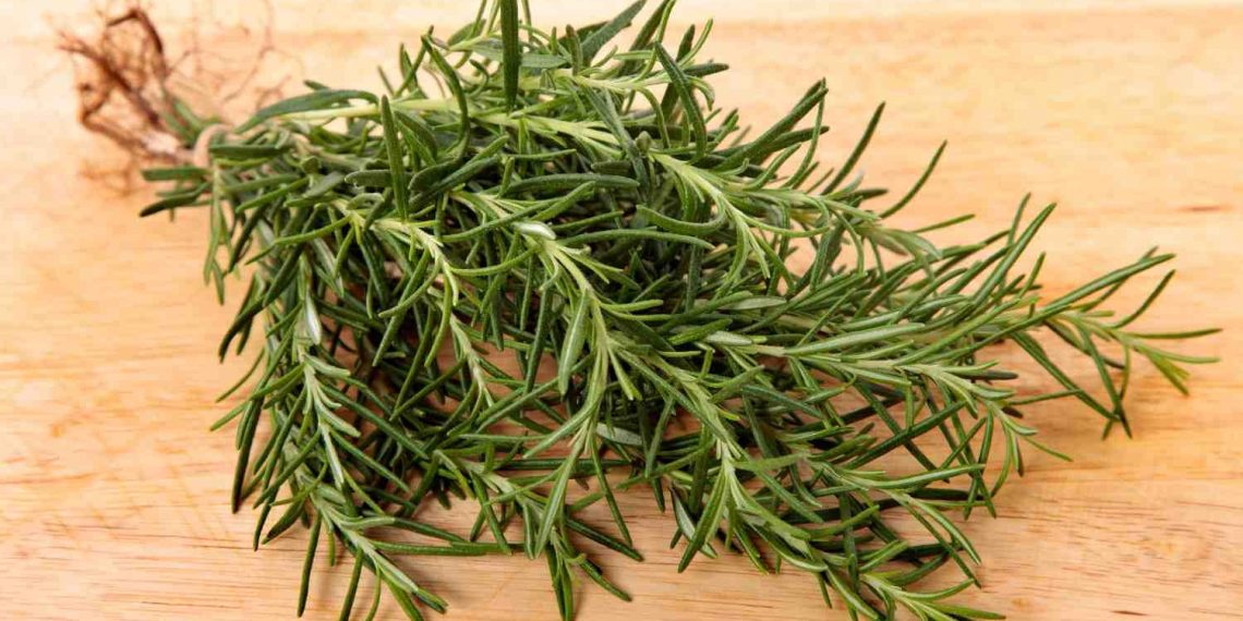Fresh rosemary herbs on wooden cutting board.