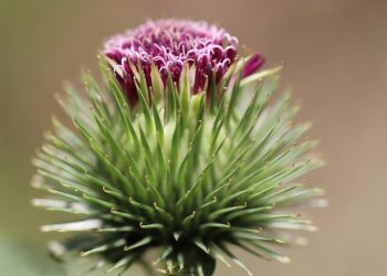 Thistle flower with vibrant purple petals and spiky green leaves.
