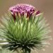 Thistle flower with vibrant purple petals and spiky green leaves.