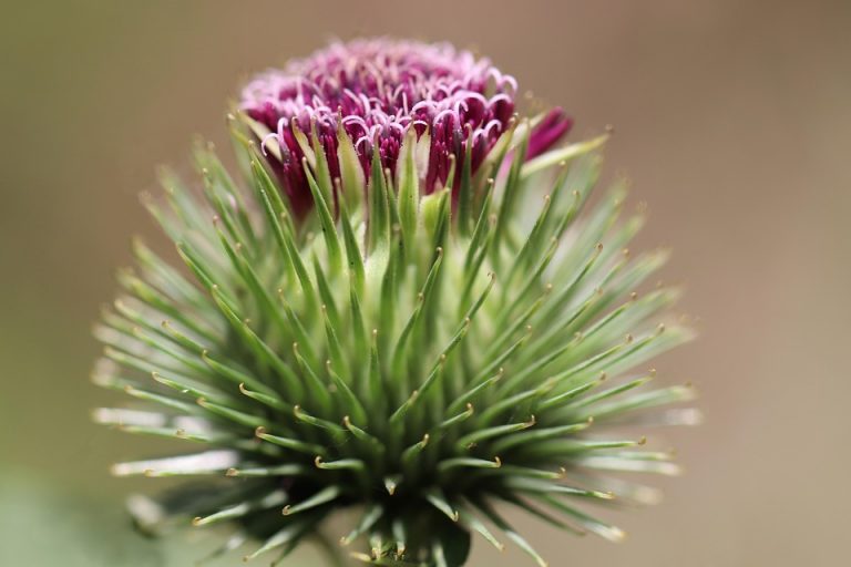 Thistle flower with vibrant purple petals and spiky green leaves.