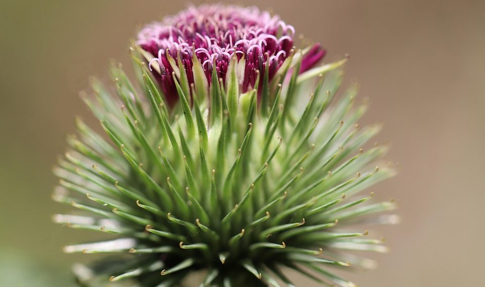 Thistle flower with vibrant purple petals and spiky green leaves.