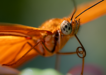 Close-up of an orange butterfly wing in sharp focus.