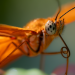 Close-up of an orange butterfly wing in sharp focus.