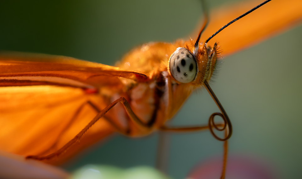 Close-up of an orange butterfly wing in sharp focus.