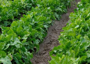 Rows of lush lettuce growing in a garden patch.
