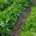 Rows of lush lettuce growing in a garden patch.