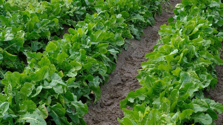 Rows of lush lettuce growing in a garden patch.