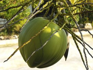 Green coconut hanging from a palm tree.