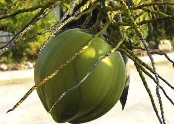 Green coconut hanging from a palm tree.