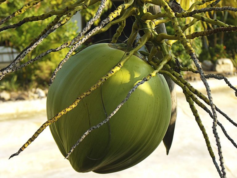 Green coconut hanging from a palm tree.