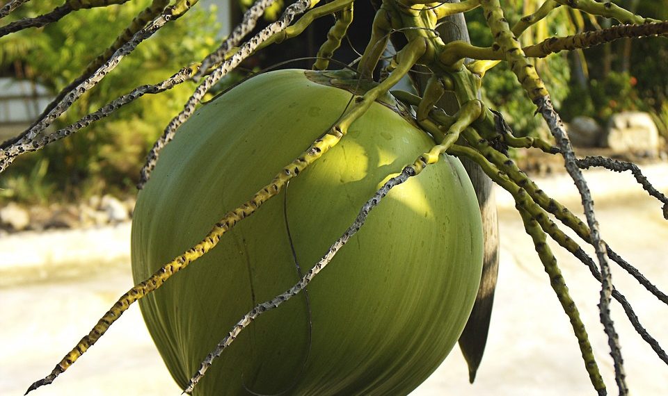 Green coconut hanging from a palm tree.