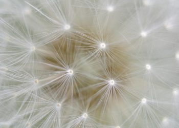 Dandelion seeds close-up with delicate white strands.