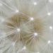 Dandelion seeds close-up with delicate white strands.