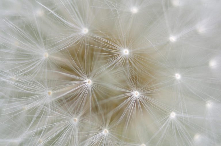 Dandelion seeds close-up with delicate white strands.
