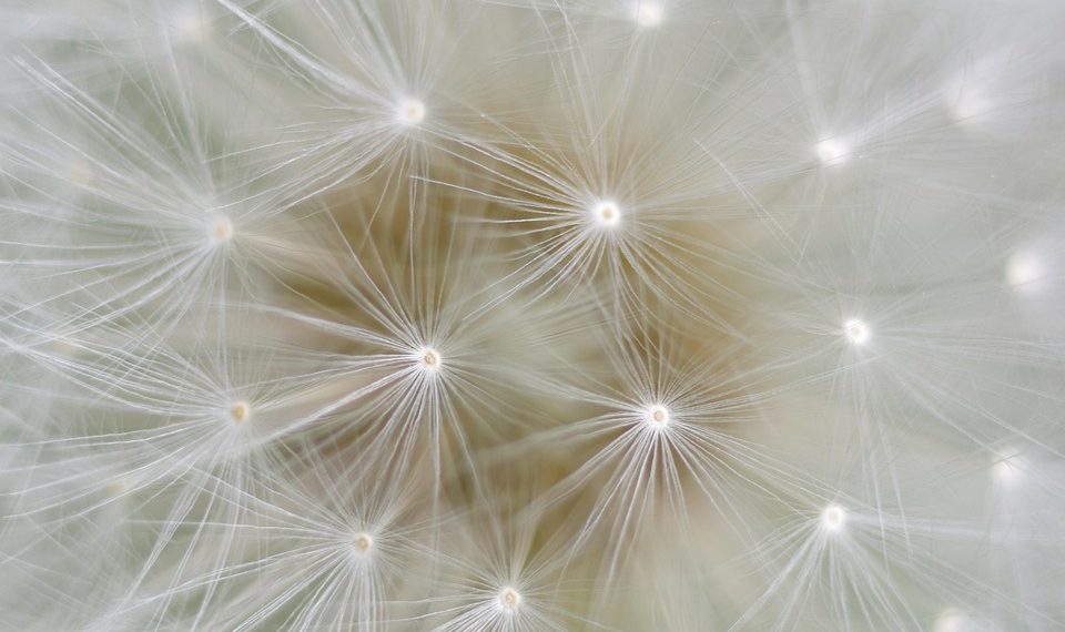 Dandelion seeds close-up with delicate white strands.