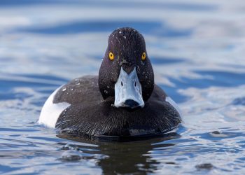 Tufted duck swimming in blue water.