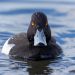 Tufted duck swimming in blue water.