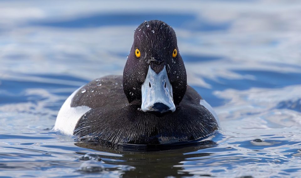 Tufted duck swimming in blue water.