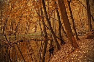 Autumn forest with golden leaves and a reflective creek.