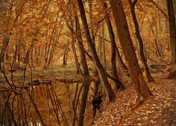 Autumn forest with golden leaves and a reflective creek.