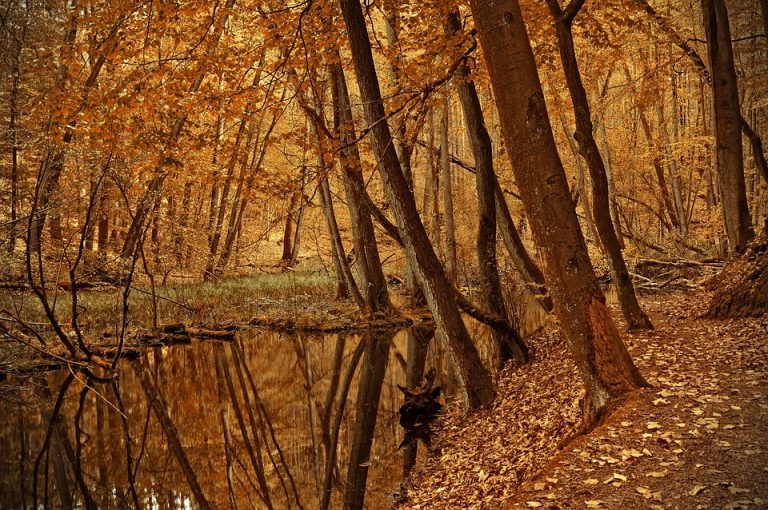 Autumn forest with golden leaves and a reflective creek.