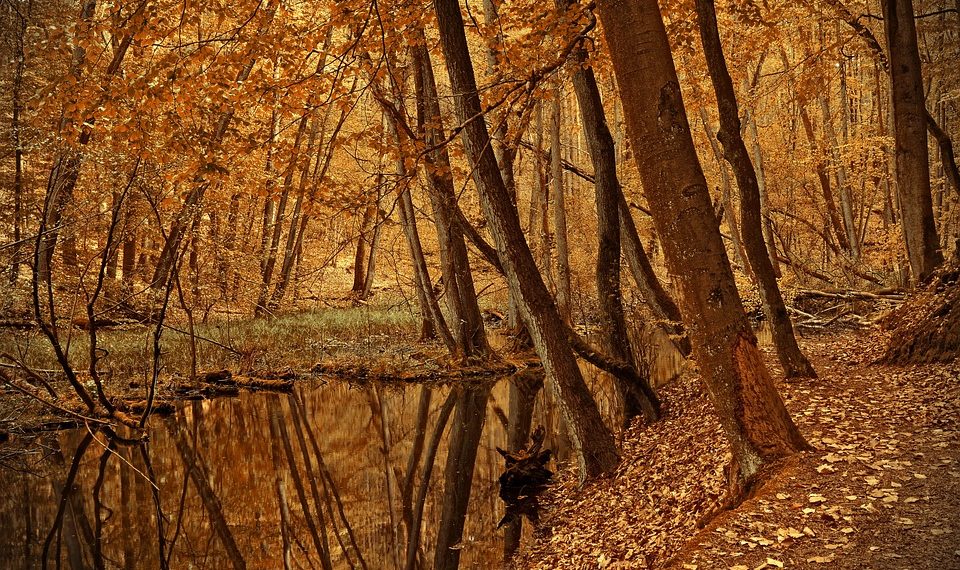 Autumn forest with golden leaves and a reflective creek.