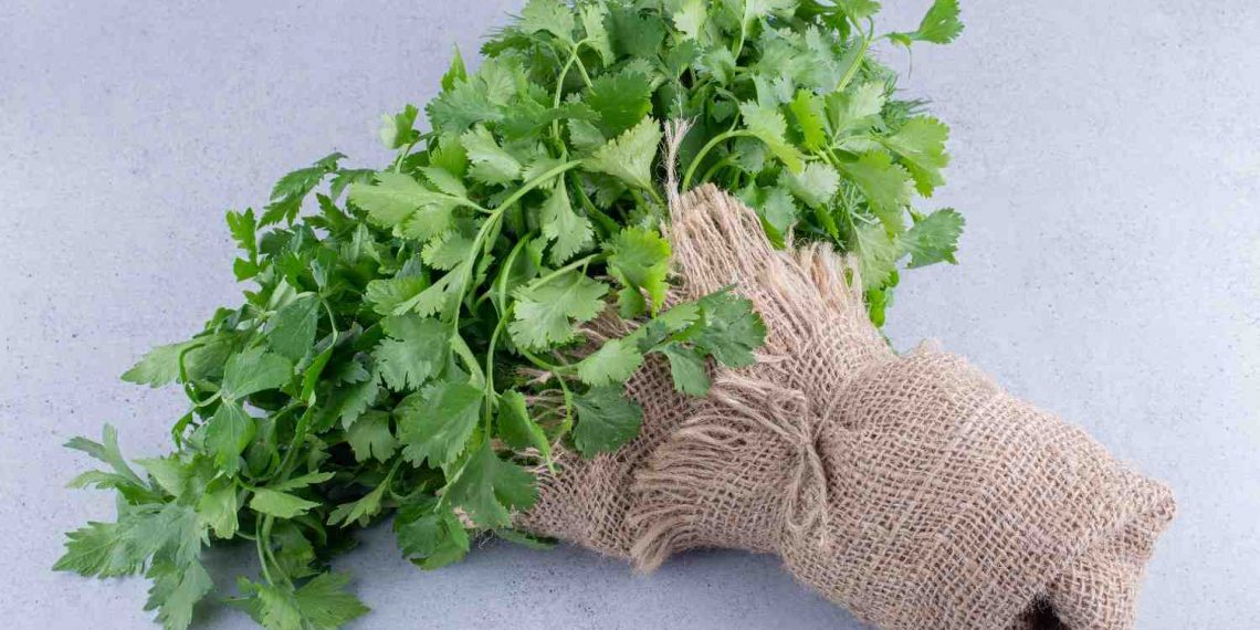 Fresh cilantro wrapped in burlap on gray background.
