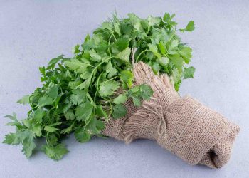 Fresh cilantro wrapped in burlap on gray background.