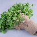 Fresh cilantro wrapped in burlap on gray background.