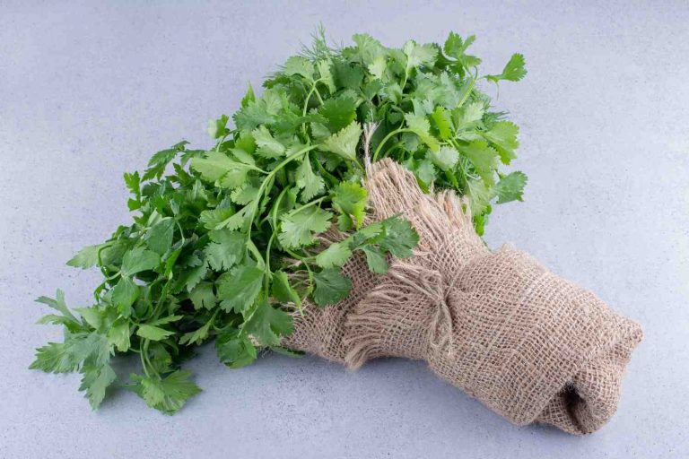 Fresh cilantro wrapped in burlap on gray background.