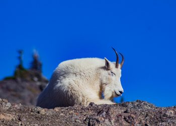 Resting mountain goat on rocky terrain under clear blue sky.