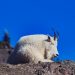 Resting mountain goat on rocky terrain under clear blue sky.