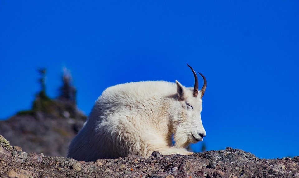 Resting mountain goat on rocky terrain under clear blue sky.
