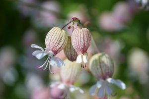 Bladder campion flowers blooming in sunlight.