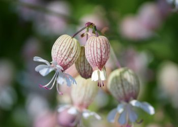 Bladder campion flowers blooming in sunlight.