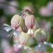 Bladder campion flowers blooming in sunlight.