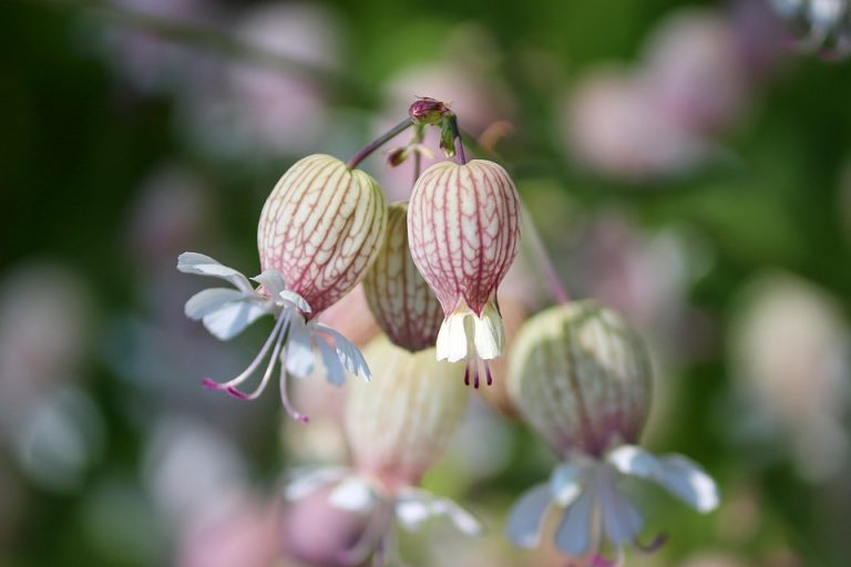 Bladder campion flowers blooming in sunlight.
