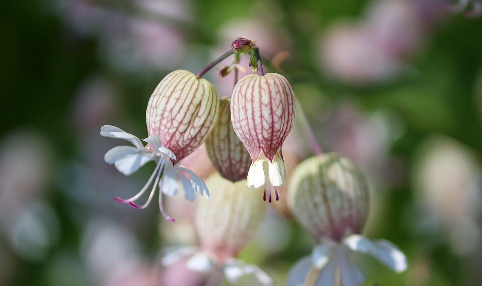 Bladder campion flowers blooming in sunlight.