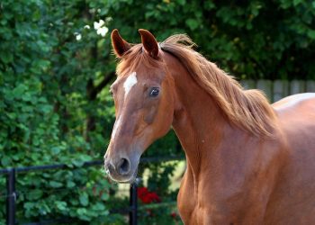 Chestnut horse standing in a green field.