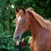 Chestnut horse standing in a green field.