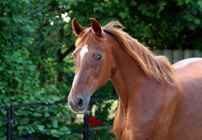 Chestnut horse standing in a green field.