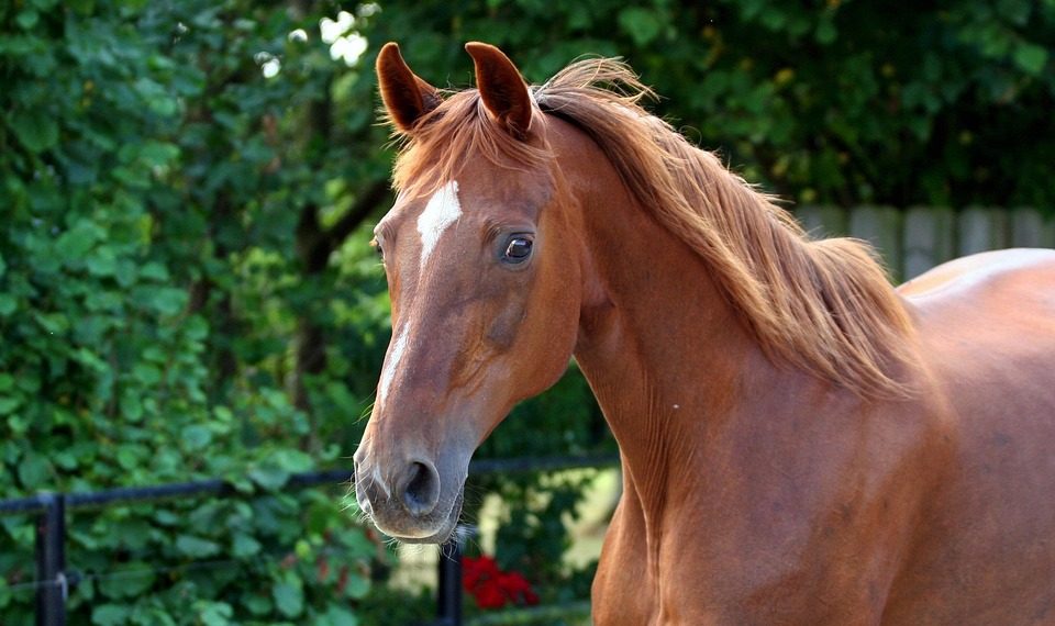 Chestnut horse standing in a green field.
