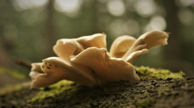 Mushrooms growing on a moss-covered log in a forest.