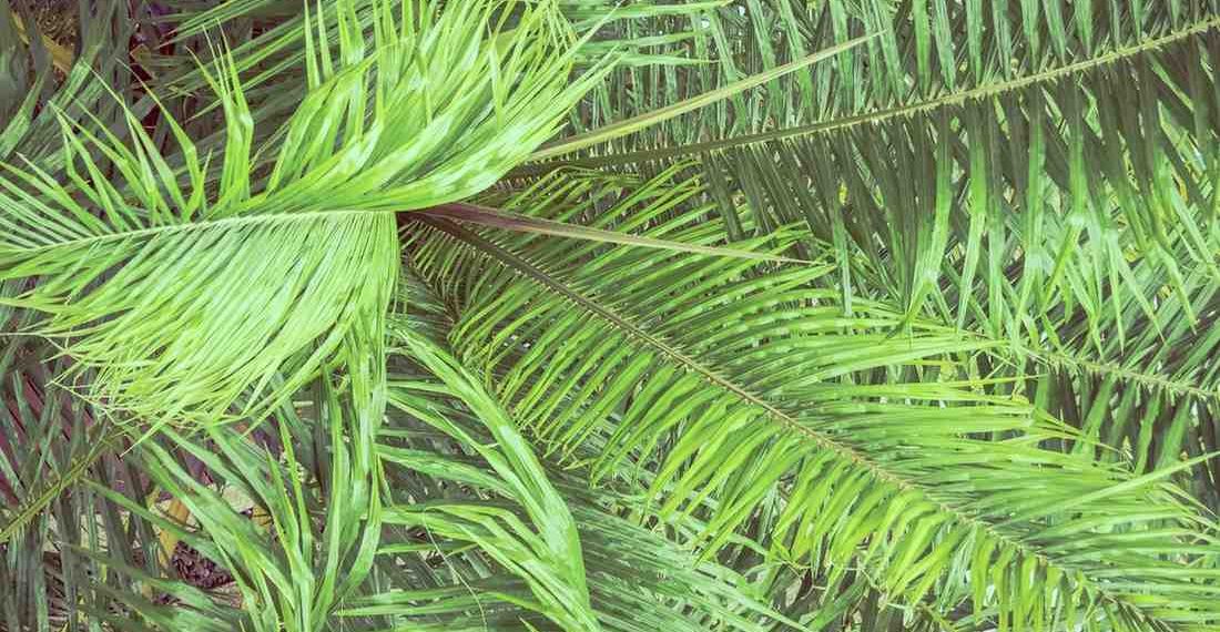 Bright green palm fronds overlapping in dense foliage.