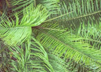 Bright green palm fronds overlapping in dense foliage.
