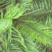 Bright green palm fronds overlapping in dense foliage.