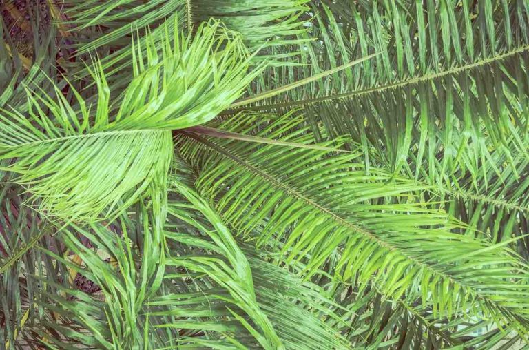 Bright green palm fronds overlapping in dense foliage.