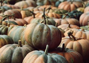 Pumpkins piled together in a field during autumn harvest.