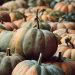 Pumpkins piled together in a field during autumn harvest.