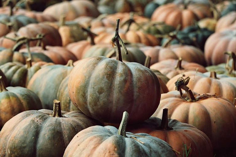Pumpkins piled together in a field during autumn harvest.